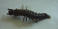 Abv