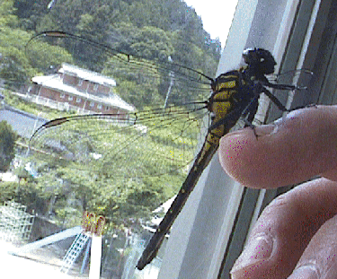 ヤマサナエ横から